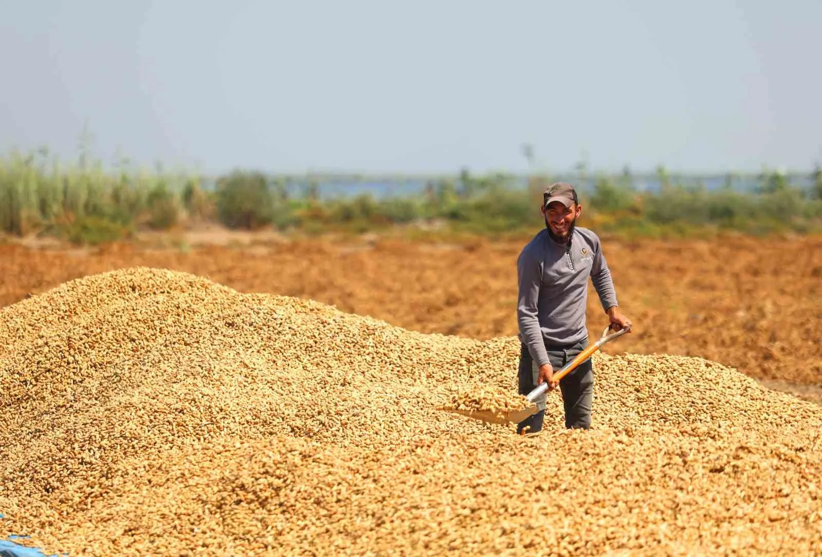 TÜRKİYE'NİN EN ÇOK YER FISTIĞI ÜRETİLEN KENTİ ADANA'DA SAHİL KESİMLERİNDE SEZONUN İLK HASADI BAŞLADI. DEKAR BAŞINA 500-600 KİLOGRAM REKOLTE ALINIRKEN KENT GENELİNDE 135 BİN TON REKOLTE HEDEFLENİYOR.