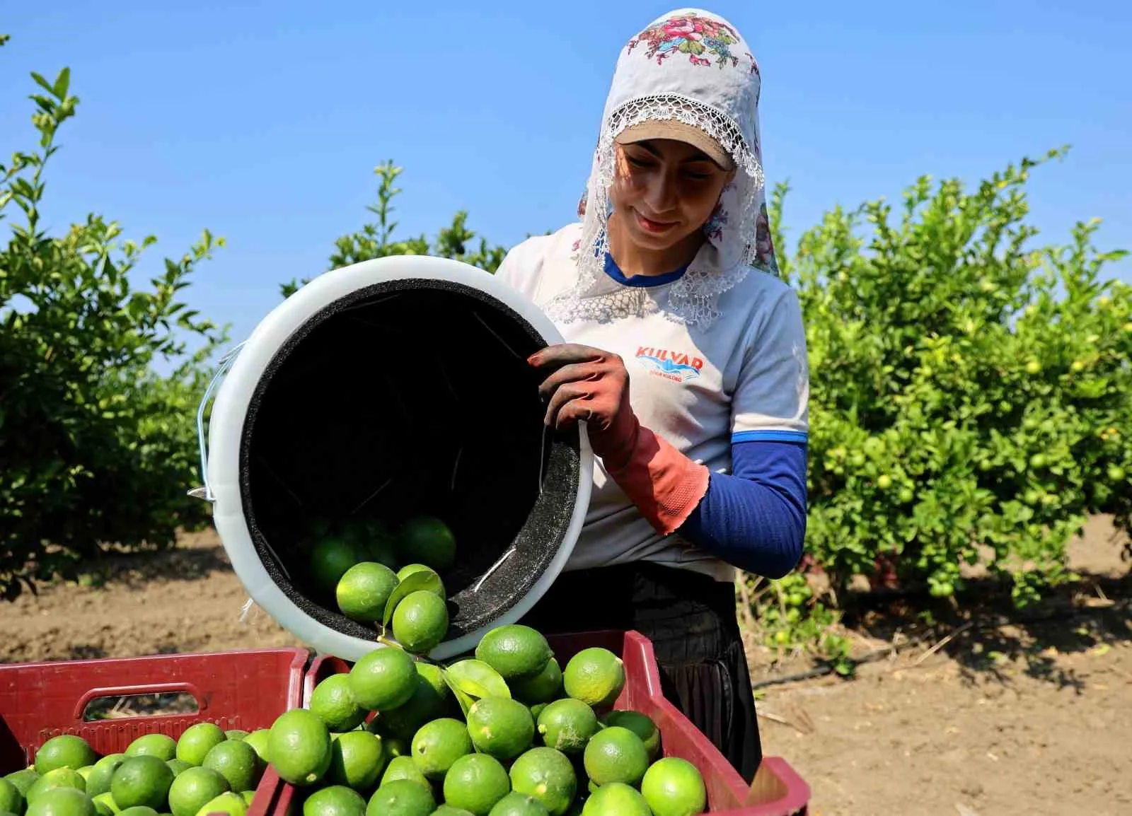 TÜRKİYE'NİN NARENCİYE ÜRETİMİNİN YÜZDE 40'INI TEK BAŞINA KARŞILAYAN ADANA'DA MAYER CİNSİ LİMONDA HASAT BAŞLADI. BAHÇEDE KİLOGRAM FİYATI BOYUNA GÖRE 6-12 LİRADAN ALICI BULAN LİMONDAN BU SENE 710 BİN TON REKOLTE BEKLENİYOR.