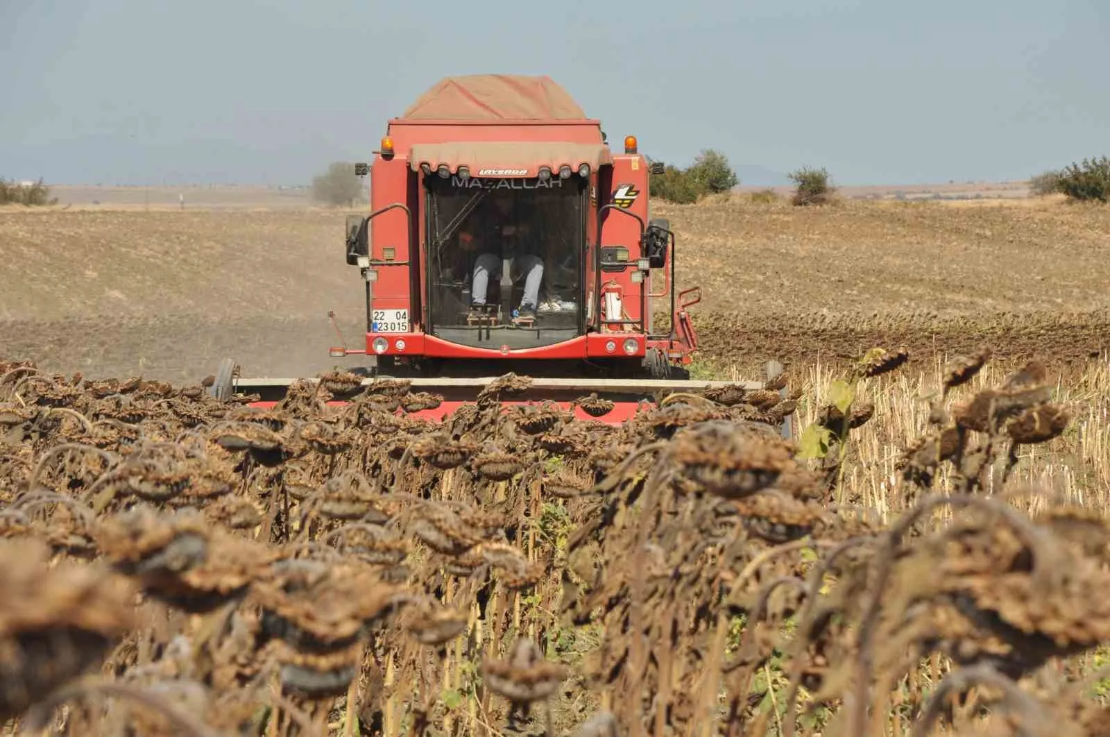 TRAKYA’DA AYÇİÇEĞİ HASADINDA SONA YAKLAŞILIRKEN, ÜRETİCİLER VERİMDEN GENEL OLARAK MEMNUN OLDUKLARINI BELİRTTİ.