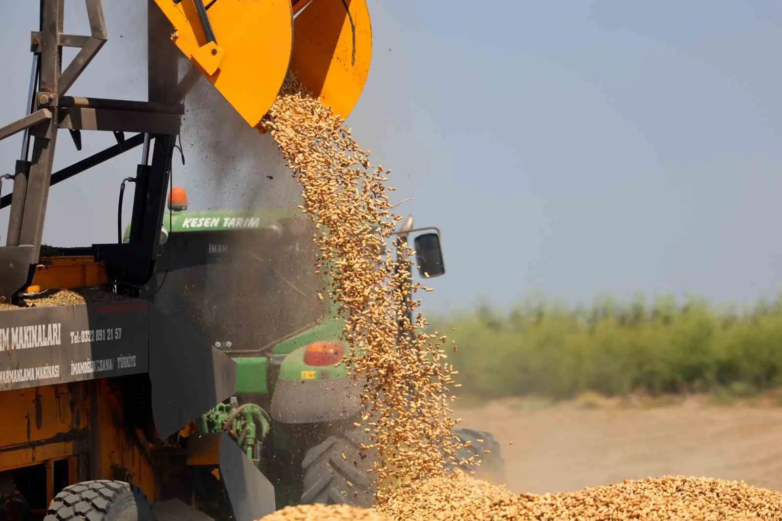 TÜRKİYE'NİN EN ÇOK YER FISTIĞI ÜRETİLEN KENTİ ADANA'DA SAHİL KESİMLERİNDE SEZONUN İLK HASADI BAŞLADI. DEKAR BAŞINA 500-600 KİLOGRAM REKOLTE ALINIRKEN KENT GENELİNDE 135 BİN TON REKOLTE HEDEFLENİYOR.