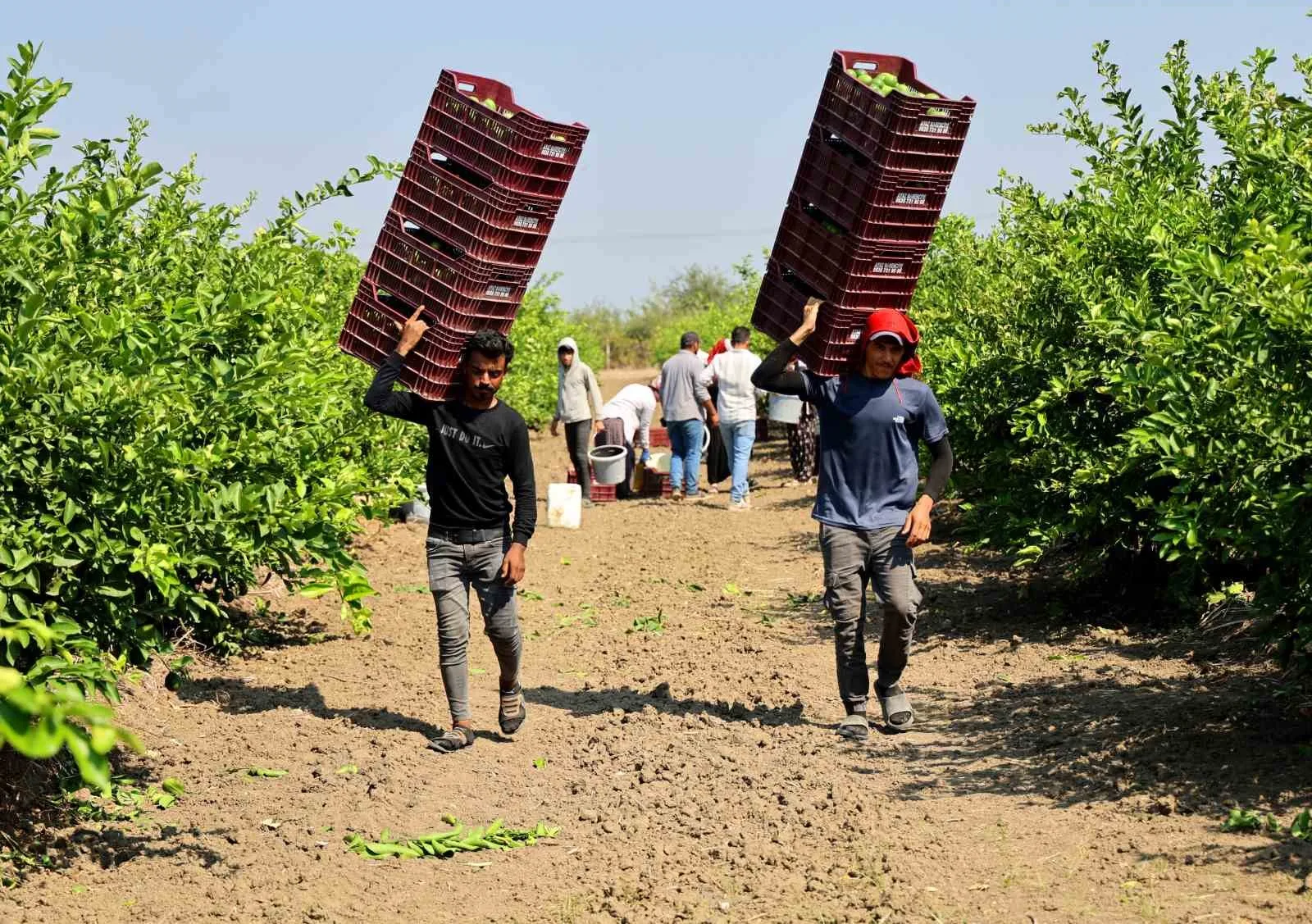 TÜRKİYE'NİN NARENCİYE ÜRETİMİNİN YÜZDE 40'INI TEK BAŞINA KARŞILAYAN ADANA'DA MAYER CİNSİ LİMONDA HASAT BAŞLADI. BAHÇEDE KİLOGRAM FİYATI BOYUNA GÖRE 6-12 LİRADAN ALICI BULAN LİMONDAN BU SENE 710 BİN TON REKOLTE BEKLENİYOR.