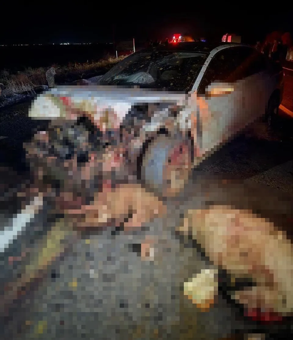 OTOMOBİLİN ÇARPTIĞI ÇOK SAYIDA KOYUN DA TELEF OLDU.