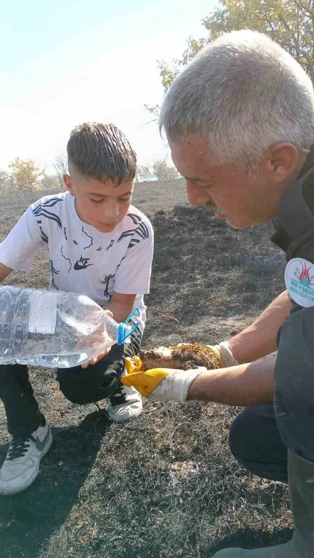 YANGIN SIRASINDA AĞIR YARALANAN BİR KİRPİ İSE NEVŞEHİR BELEDİYESİ İTFAİYE EKİPLERİ VE VATANDAŞLARIN MÜDAHALESİYLE HAYATA DÖNDÜRÜLDÜ.